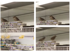 Упитанный волгоградский воробей сделал из гипермаркета «трогательный зоопарк» 