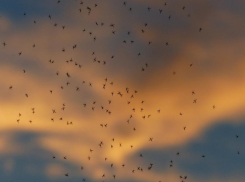 Килограмм комаров за 75 тысяч рублей будут собирать в Волгограде