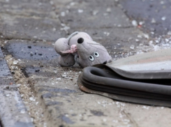 Водитель сбил 5-летнюю девочку и бросил ее на дороге в Волгограде 