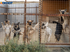 «Их выбросили у кладбища и переехали»: в Волгограде День бездомных животных показал все пороки общества