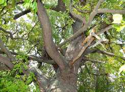 Волгоградский ученый вычислил возраст двухметрового дуба-гиганта с острова Сарпинский