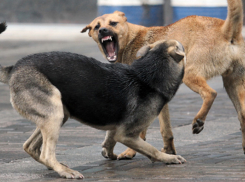 На севере Волгограда стая собак покусала двух школьников