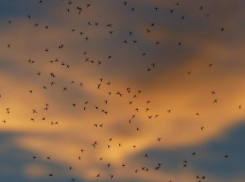 Это только начало: главный ихтиолог Волгограда рассказал, когда пройдёт мошка