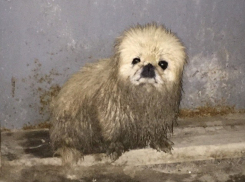 Волгоградцы за 10 минут спасли «домового» и нашли ему новое жилье