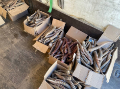 Крупную партию природного секс-стимулятора везли контрабандой через Волгоградскую область