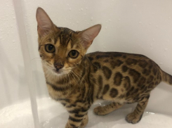 Три района Волгограда остались без горячей воды 