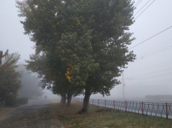 Волгоградцам пообещали туман и изморозь на выходных