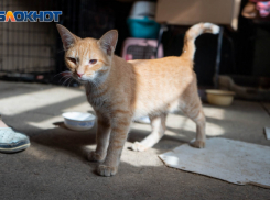 В Волгограде устроили спасательную операцию ради котенка