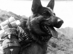 Герои Сталинграда: 28-й отряд собак-смертников 