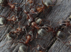 Аутсайдеры-муравьи распространились по Волгоградской области 