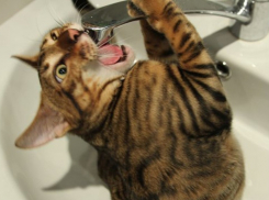 На юге Волгограда на сутки отключат воду в частном секторе