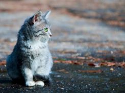 Последствия заморозков до -3°С мучают волгоградцев с утра по дороге на работу