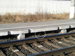 Волгоградцы пытаются спасти щенка, которого сбил поезд 