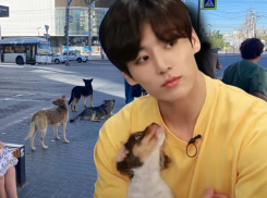 Волгоградцы обвинили мэрию и Чонгука из БТС в засилье бездомных псов