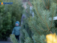 Елочные базары заработали в Волгограде: стоимость елки от 650 рублей