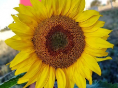 В Волгограде дождя не будет