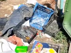 «Лежит щенок со вспоротым животом»: зловонная свалка с трупом кошмарит волгоградцев 