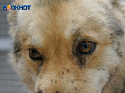 Редко ложится и не подпускает мужчин: состояние расстрелянной в Волгоградской области собаки (18+) 