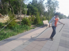 В Волгограде отказались от прежних стандартов озеленения