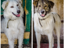 В Волгограде ищет дом парочка влюбленных собак-неразлучников