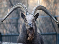В Волгограде становится больше козлов