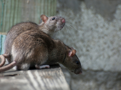 Всех крыс изгонят из судов Волгоградской области