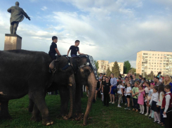 По Волжскому слонов водили