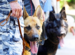 Служебные собаки разыскали заблудившегося под Волгоградом мужчину