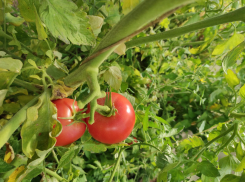 Элита Волгограда похвалилась своими помидорами