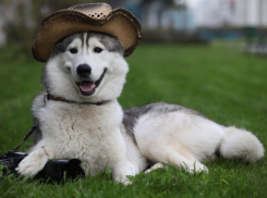 Объявляем о начале конкурса «Самый добрый пёс»