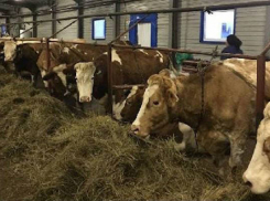 Рабочий отрезал напарнику голову и сжег в печи коровника под Волгоградом