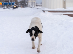Трех переносчиков смертельно опасного вируса нашли в Волгоградской области