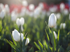 В Волгограде поют птички и +4