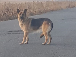 Выкинутая из машины немецкая овчарка третью неделю ждёт хозяев на трассе под Волгоградом