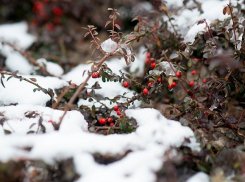 Мокрый снег с дождем обещают синоптики жителям Волгоградской области
