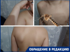 Подвальные «вампиры» атаковали ребенка в Волгограде