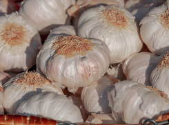 Волгоградцам сообщили, что от коронавируса нельзя спастись чесноком и антибиотиками