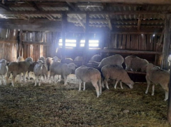 Молчание ягнят: операцию по поиску чабана-похитителя развернули под Волгоградом