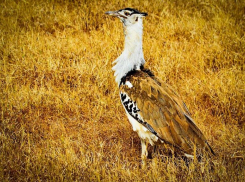 Птица с одноименным названием издательского дома исчезает в Волгоградской области