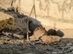 Греющуюся на солнце чилловую крысу сняли на видео в Волгограде 