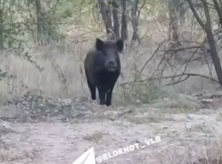 Дикого кабана сняли на видео на юге Волгограда
