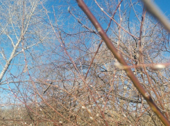 Не иначе, как чудо: знамение на 2023 год появилось в Волгоградской области