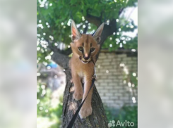 Кот за 500 тысяч рублей продается в Волгограде