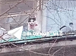 «Шейка в крови, плачет»: спасти кота из плена требуют жители Волгограда