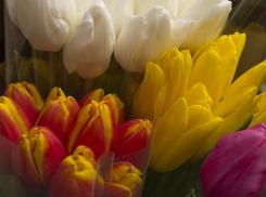 Масштабная выставка цветов будет организована для волгоградцев