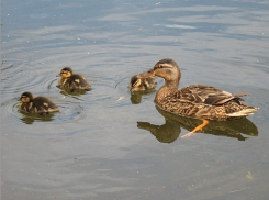В Волгоградской области пересчитали всю дичь