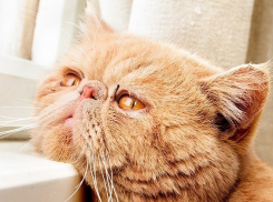 Гороскоп: На новой неделе Козерогов ждет депрессия, а Тельцов - авторитет