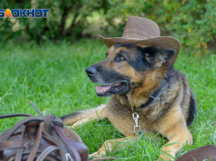 Суббота в Волгограде порадует жителей теплой и маловетреной погодой