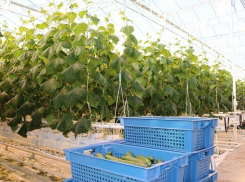 В Волгоградской области огурцов станет на 11 тысяч тонн больше