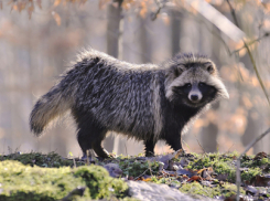 В лоток ходит как кошка: хищная енотовидная собака из Волгоградской области стала домашним питомцем